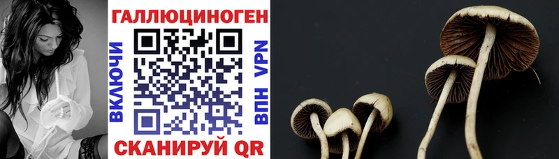 Псилоцибиновые грибы Psilocybe  Купить где  Углегорск 